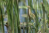 Bączek, Ixobrychus minutus, samica