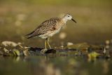 Batalion, bojownik batalion, bojownik zmienny, biegus bojownik, bojownik odmienny, Calidris pugnax