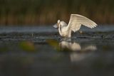 Czapla Biała nad Nogatem, Żuławy Wiślane, Ardea alba