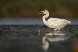 Czapla Biała nad Nogatem, Żuławy Wiślane, Ardea alba