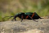 Biegacz zielonozłoty, Carabus auronitens