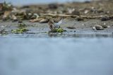 Biegus malutki, Calidris minuta