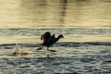 Łyska, Fulica atra, biegnąca po wodzie
