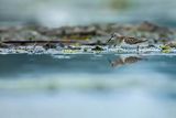 Biegus malutki, Calidris minuta
