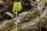 Bluszczyk kosmaty, Glechoma hirsuta