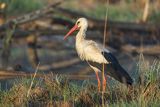 Bocian biały, Ciconia ciconia