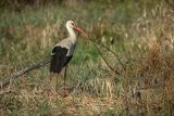 Bocian biały, Ciconia ciconia