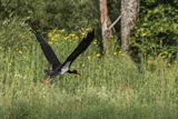 Bocian czarny, Ciconia nigra