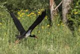 Bocian czarny, Ciconia nigra