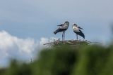 Bocian biały, Ciconia ciconia, para na gnieździe