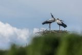 Bocian biały, Ciconia ciconia, para na gnieździe