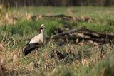 Bocian biały, Ciconia ciconia