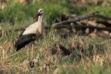 Bocian biały, Ciconia ciconia