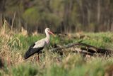 Bocian biały, Ciconia ciconia