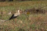 Bocian biały, Ciconia ciconia
