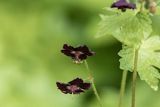 Bodziszek żałobny, Geranium phaeum