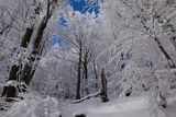 Ośnieżony las bukowy pod Tarnicą, Bieszczadzki Park Narodowy, Bieszczady