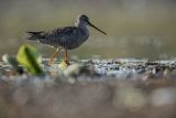 Brodziec śniady, Tringa erythropus