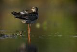 Brodziec śniady, Tringa erythropus