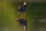 Brodziec śniady, Tringa erythropus