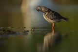 Brodziec śniady, Tringa erythropus