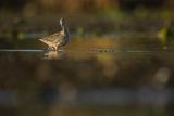 Brodziec śniady, Tringa erythropus