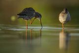 Brodziec śniady, Tringa erythropus