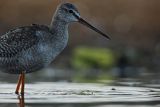 Brodziec śniady, Tringa erythropus
