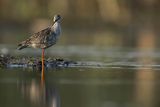 Brodziec śniady, Tringa erythropus