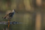 Brodziec śniady, Tringa erythropus