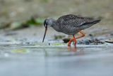 Brodziec śniady, Tringa erythropus