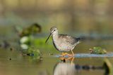 Brodziec śniady, Tringa erythropus