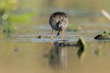 Brodziec śniady, Tringa erythropus