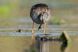 Brodziec śniady, Tringa erythropus