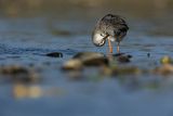 Brodziec śniady, Tringa erythropus
