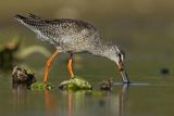 Brodziec śniady, Tringa erythropus