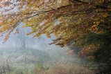 W jesiennym lesie, Bieszczady