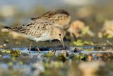 Biegus zmienny . Calidris alpina