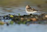 Biegus zmienny . Calidris alpina