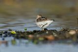Biegus zmienny . Calidris alpina