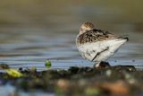 Biegus zmienny . Calidris alpina